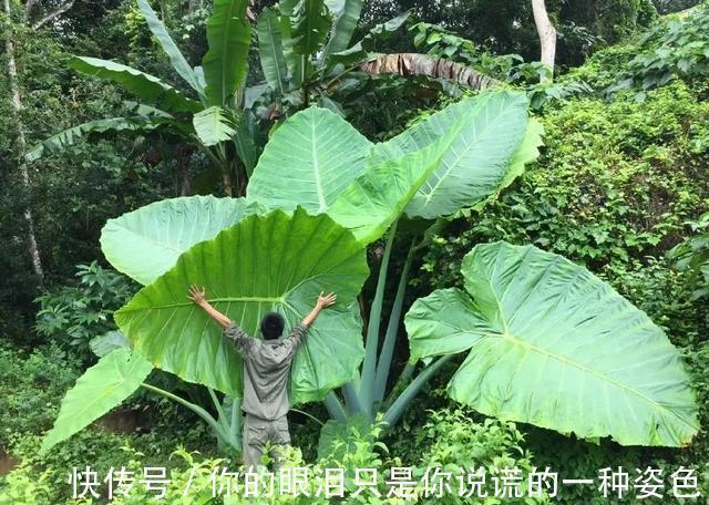 惹不起的花,叶子直径3米大,一片叶子盖住3个人