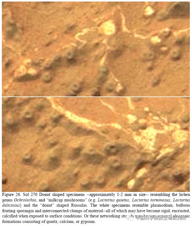 非生物 火星上存在真菌吗？