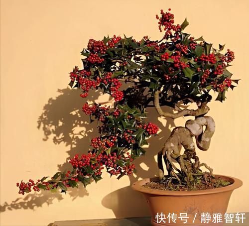 观叶|枸骨是制作盆景的好素材，集观形、观叶、观果于一身，还很好养活