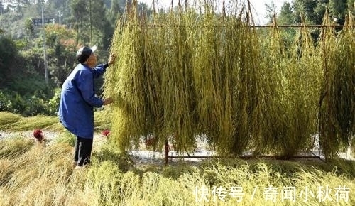 营养|它是民间的极品野菜,营养非常丰富,如今却沦为观赏植物