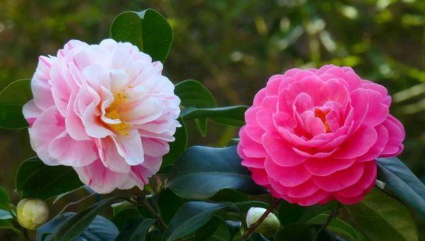 冬天就养“5种花”,耐旱又耐冷,养阳台不用管,一整冬开花不停