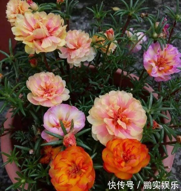 养护|养花技巧粗生粗养也能四季开花!少养1种都觉得亏了