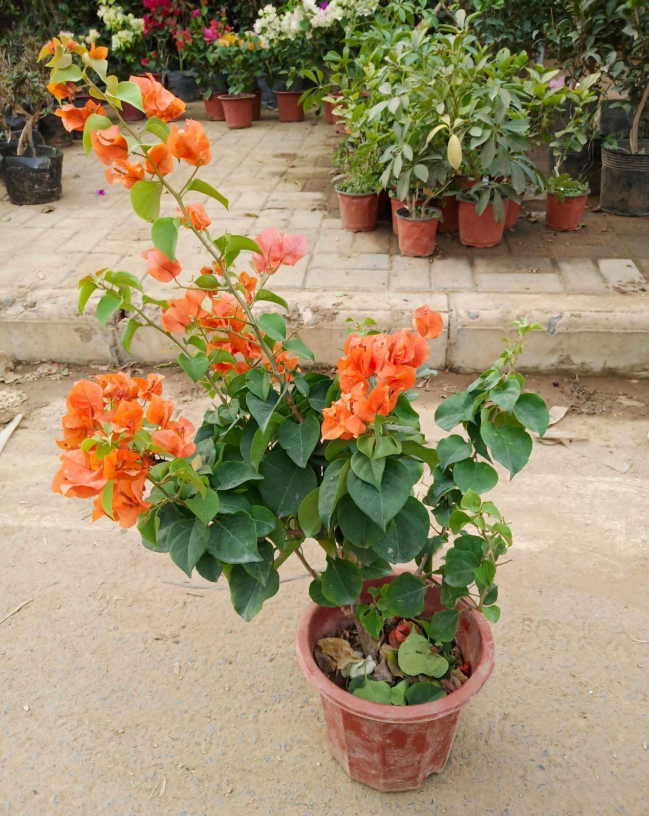 三角梅|将这4点落实到位，盆栽三角梅开花更漂亮，效果肉眼可见的显著