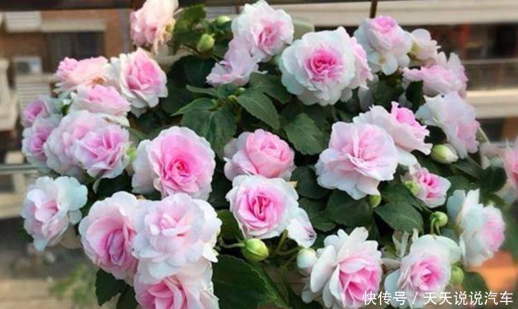 开花绚丽夺目的漂亮花卉,花香清新宜人,家养易爆盆