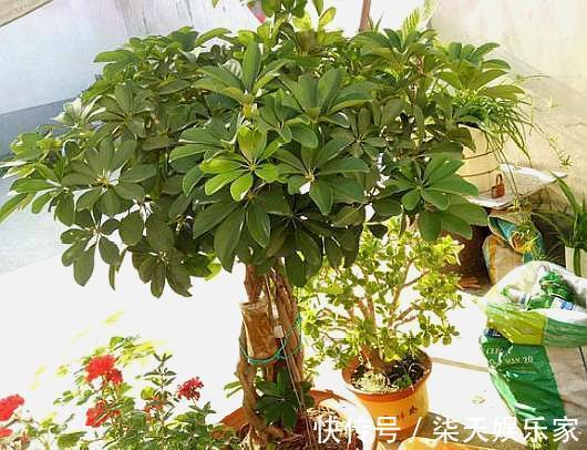 大树|鸭掌木小苗不好看,学会“1招”,枝繁叶茂,小苗变“大树”