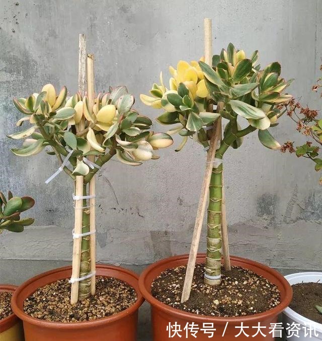 养花浇了“夺命水”,难怪烂根、黄叶,2种水“千万”别乱用