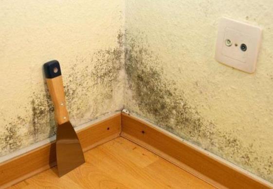 聪明人|家里墙壁发霉别再傻傻花钱重刷，聪明人教你一招，省钱又好用