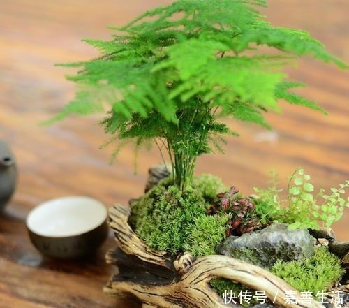 健康|文竹里面加一种东西,养得又绿又健康!先收藏以后用得上!