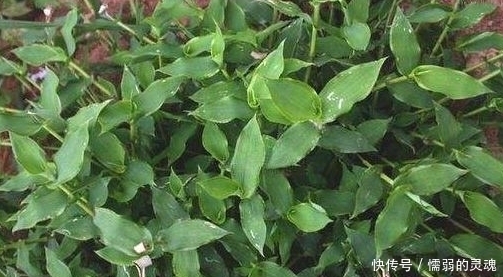 荩草|过去农人看见就拔的“荩草”,样子长似竹叶,其实是“帝王草”