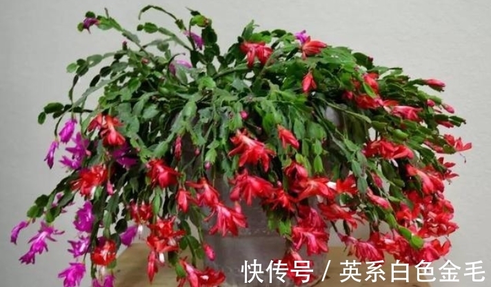 想养好蟹爪兰?掌握浇水“密码”,春夏秋冬随便养,叶肥花俏