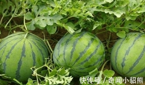 吃货们|体重过百的女生不要吃的五种水果了, 尤其是第一个!