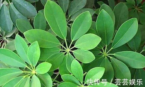 栽种|常见5种室内花,漂亮又好养,花语很吉利,你更喜欢哪一种呢