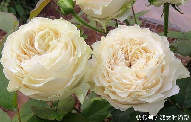 那些被煽情的文案打动,集齐了四系列月季的,你们后悔了吗