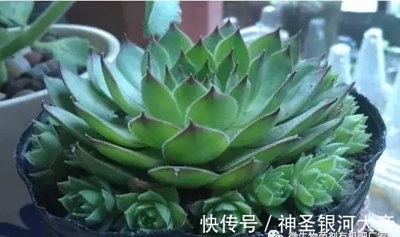 2块钱的多肉,养的好照样美的不像话