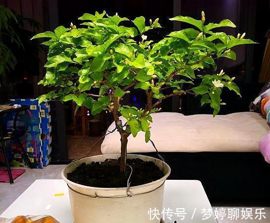 四季|想让茉莉开花多,“3步”不能少,四季开花不间断,香味十足
