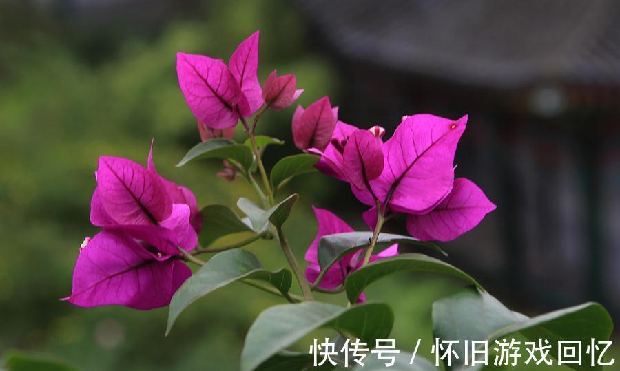 详细讲解三角梅越冬问题,提早做好防护措施,减少冻伤的情况发生