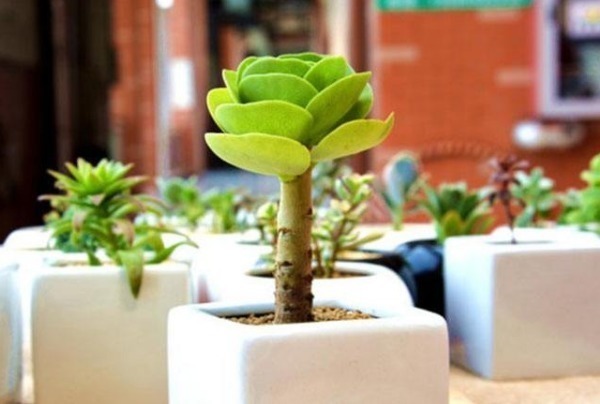 金铖木|财神爷最喜欢的几种花,最适合养在家中,能够改善家里的气运!