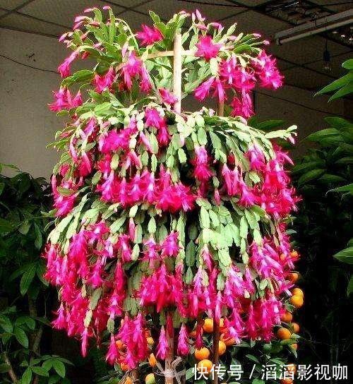 季节|嫁接蟹爪兰最好的“季节”,仙人掌割一刀,插上蟹爪兰,飞快开花