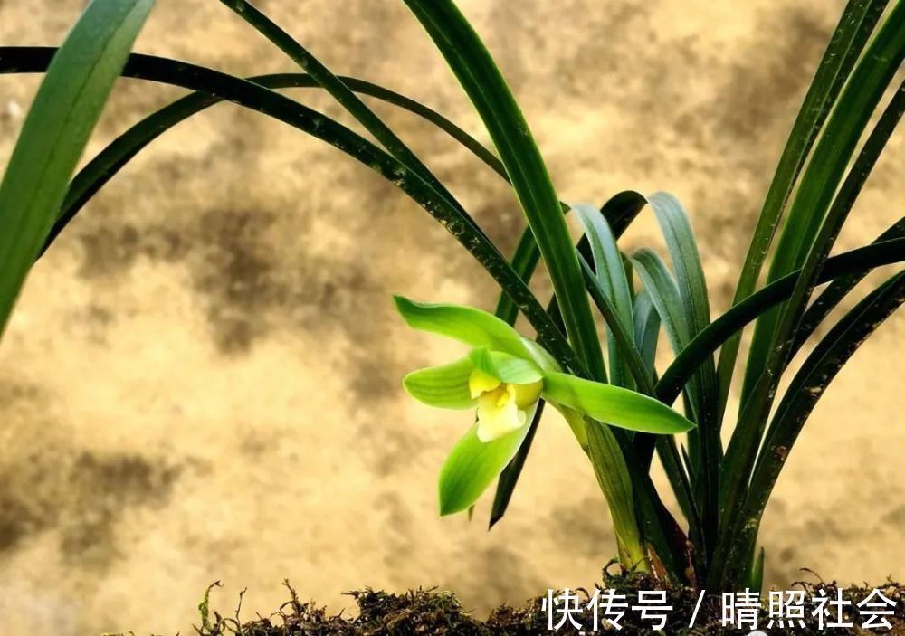 兰花|兰花可以用复合肥吗？季节、方法、种类，这3者缺一不可