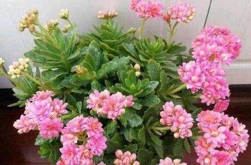 “小东西”扔盆里，盆栽都疯长，10年不施肥也能叶绿、根壮、花大