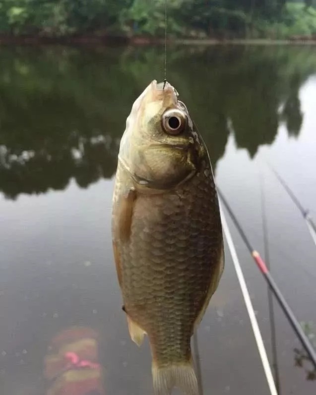 冬天太冷,大板鲫可遇不可求?按这套路来钓,不管在哪都能狂拉
