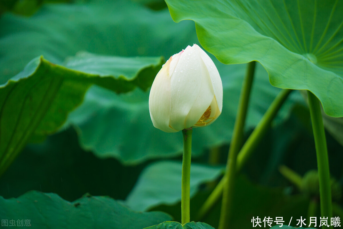  懂得|把自己活成一朵残荷，不为懂得，只为慈悲