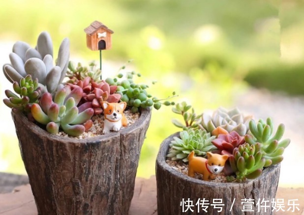 多肉植物想养好,记住黄金浇水法,想爆盆也不难