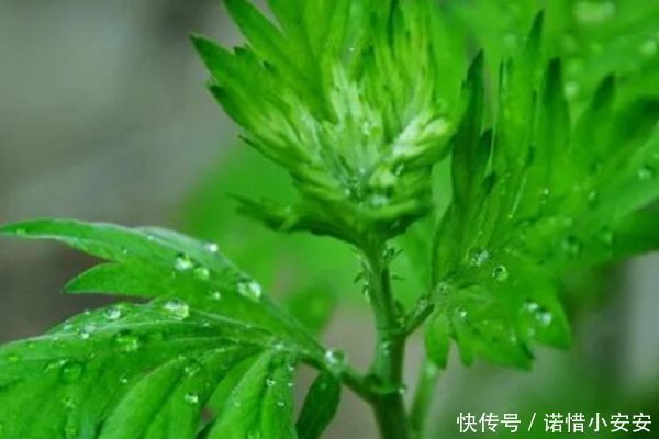 功效|家有叁年艾,疾病不再来,艾草煮水竟有这么多功效