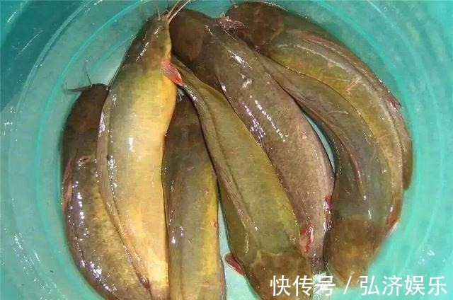 南方鱼，味道鲜美营养高，5元一斤没人买，当地人才爱吃