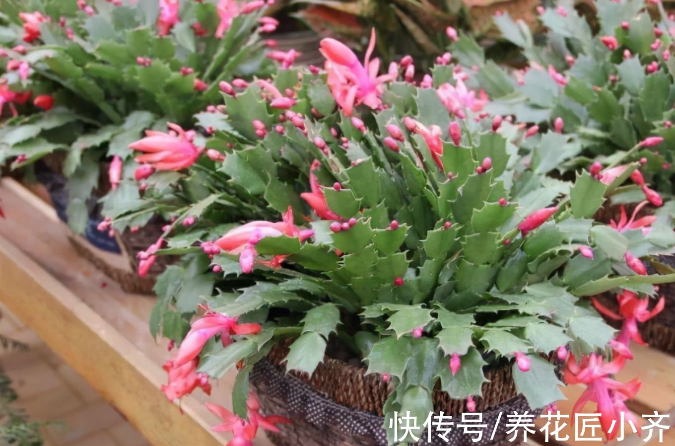 秋季|秋季养蟹爪兰做到“3不缺”，叶片肥厚繁茂，想开花只需调整2点