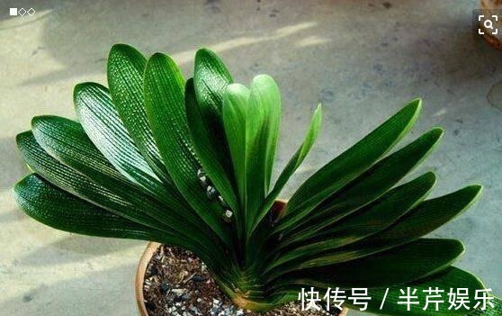 激素性|君子兰“开花”讲究大,好好催一催,接着冒花箭,花比拳头大