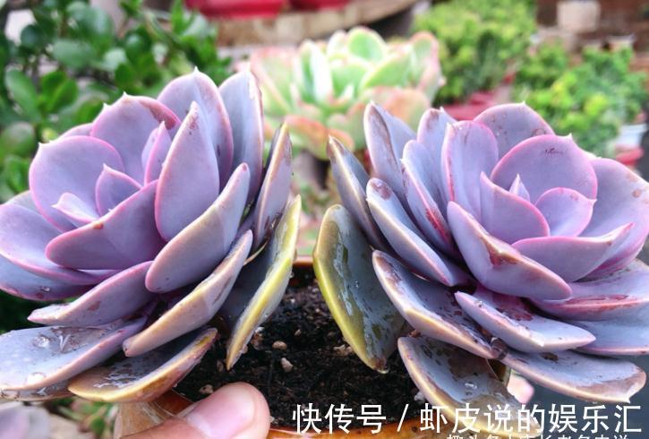 叶心|不应被遗忘的多肉紫珍珠，好养易上色，养成老桩后颜色紫红超好看
