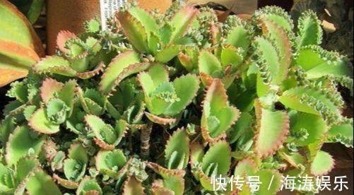 花盆|急性子养这6种“多肉”,长的快,状态美,半年就能长爆盆