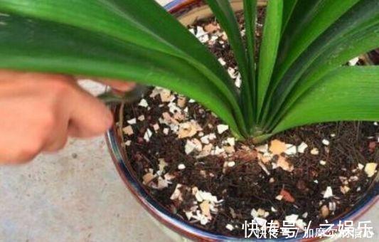 绿色植物|4种垃圾家家都有，垫在花盆里，半年长出白菜根早看少吃亏