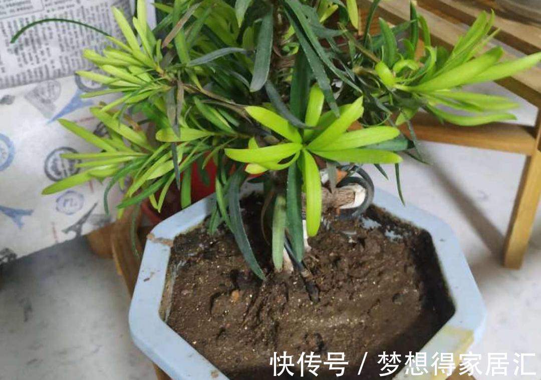 松针土|9种土别拿来养花,对花不好,容易黄叶烂根
