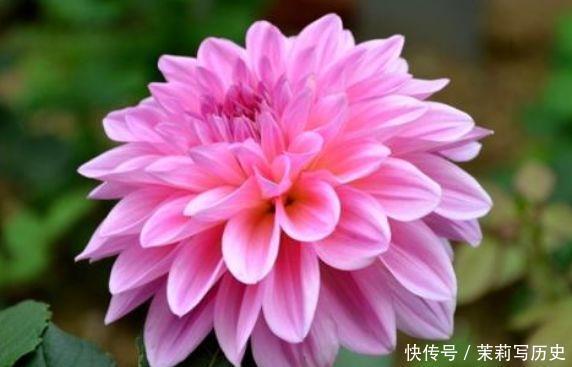 4种花好养又漂亮,花朵大花期长,还能散发阵阵清香