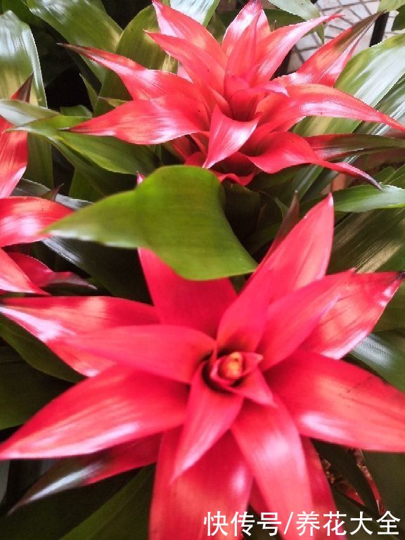  精力|4种“一次性”花卉，开完就赶紧扔掉，浪费精力也不再开花