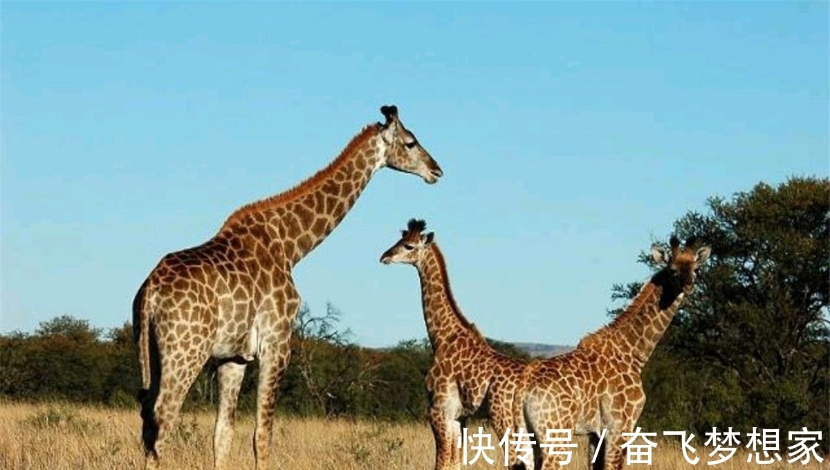 冥王星|10个冷知识:懒人手机支架,因为“太懒”而很少使用