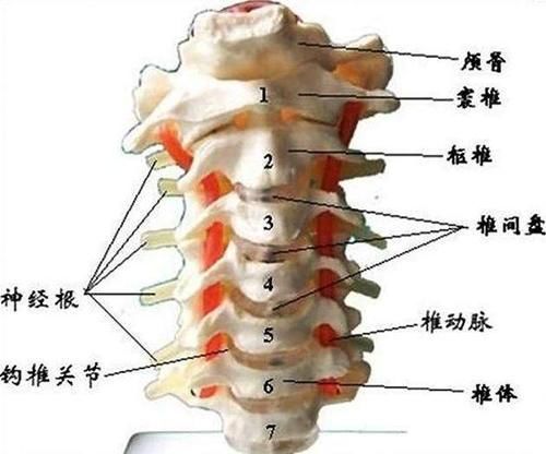 颈椎病的克星：聊聊颈椎那些事，让颈椎病从此和你说拜拜！