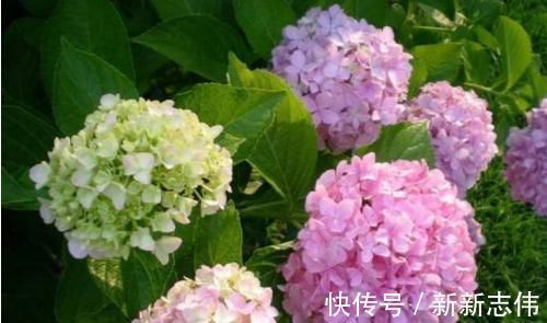 绣球花|此4种花,四季开花,花多易爆盆,香气四溢