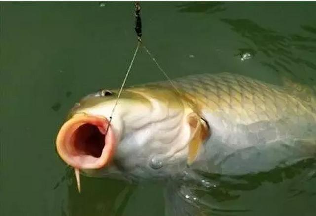 2020冬季如何钓鲤鱼,这些是钓鲤鱼技巧好方法