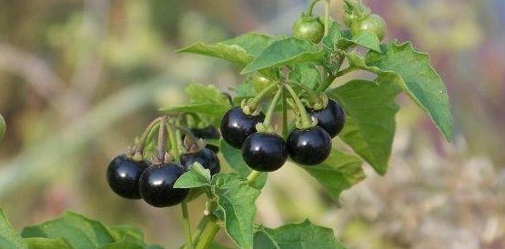 效果|路边黑黑甜甜的小果实,竟有如此效果,真是不敢相信,建议收藏!