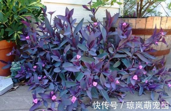 重视健康?不喜欢运动?在家养紫竹梅,注意3点净化作用明显