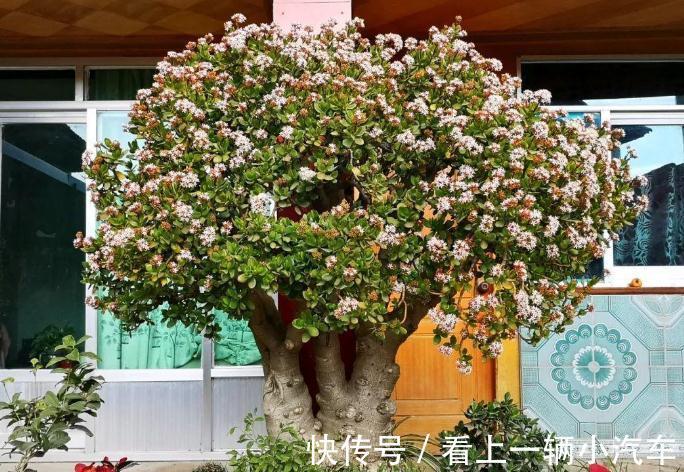 多浆植物厚脸皮,原来这么养上两三年就能成老桩盆景