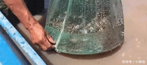 盆里|水里得到这么多的“小丑鱼”,网友这种鱼再小也不要放生
