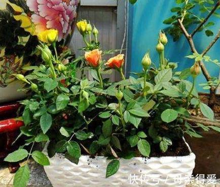 月季不会养,盆里加上2种料,枝叶疯长不停,开花特别艳