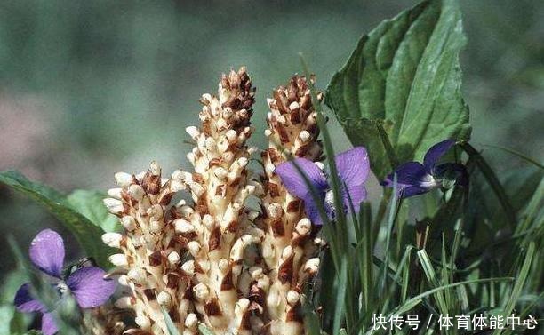 山沟1种“不老草”,爱长蒿草边,祸害农田惹人嫌,谁知是贵草药!