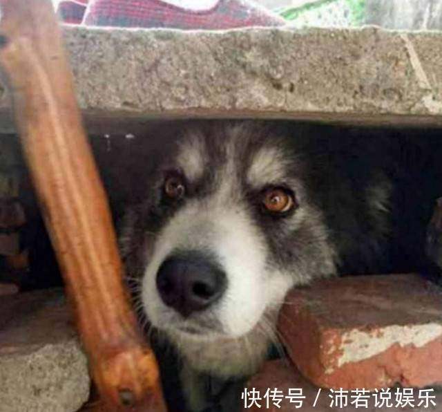 |搞笑外国人:冰薯条VS热薯片,哪个会是你喜欢的