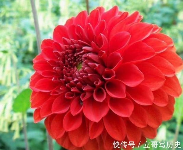 4种花自带财运,家里养一盆,开花爆盆很漂亮,越养越喜欢