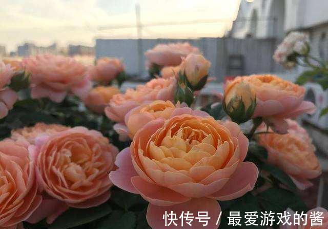 如果阳台只能养一棵月季,我会选它,花量大不易得病长虫